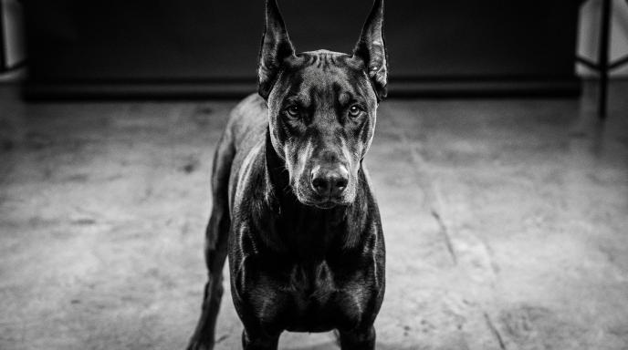 Doberman Reactivity Triggers: Complete Guide