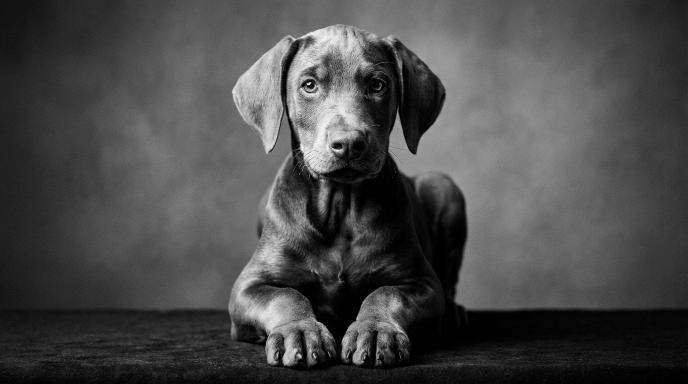 Doberman puppy with expressive eyes sitting attentively, representing puppy chewing behavior and training solutions