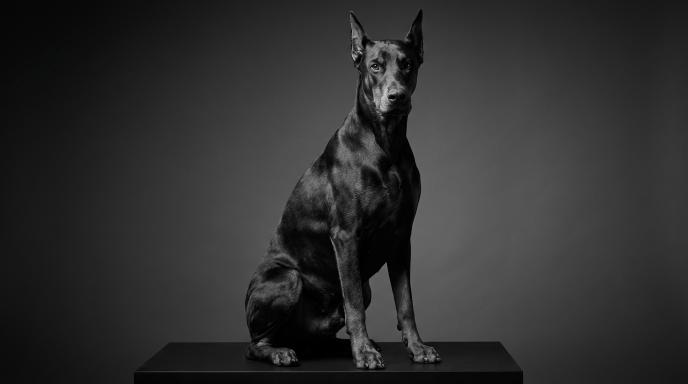 Fix Doberman Destructive Behavior: Complete Guide to Stop the Destruction