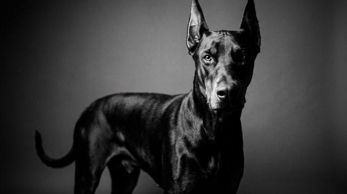Confident Doberman Pinscher standing alert with cropped ears showing bold temperament and strength in black and white photograph