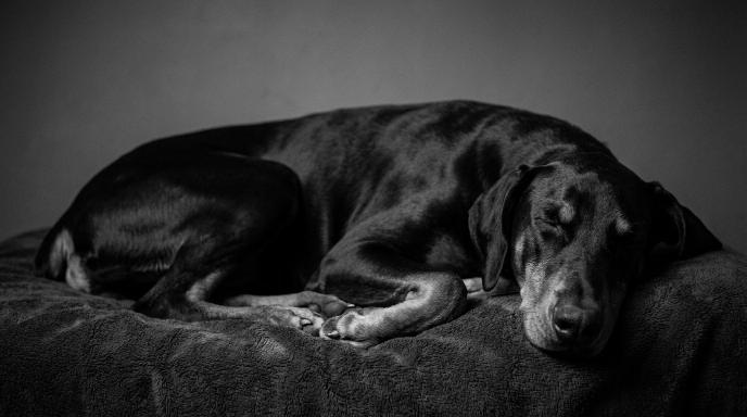 Reduce Doberman Overexcitement: Complete Guide to a Calm, Balanced Dog