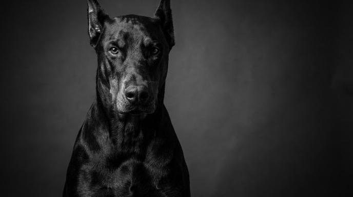 Doberman Personality and Training: Complete Guide to Understanding and Training This Remarkable Breed