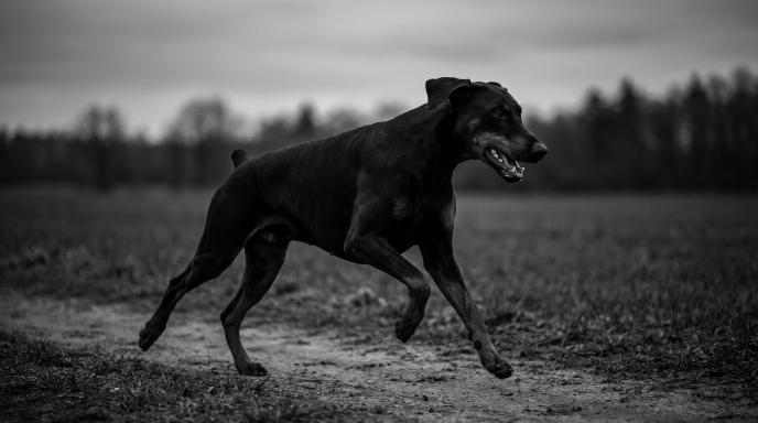 Doberman Daily Exercise Plan: Complete Age-Based Schedules for Working & Stay-at-Home Owners