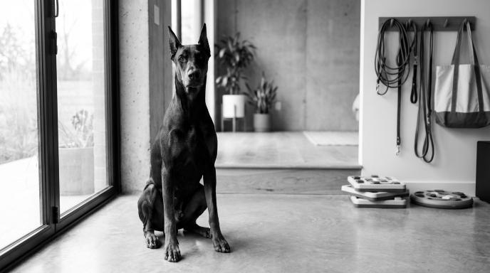 Indoor Training Tools for Dobermans: Complete Guide to Year-Round Home Training