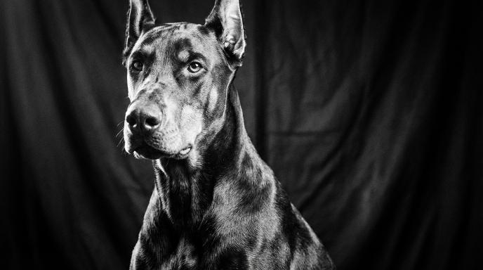 Doberman Learning Style: How Your Doberman’s Brain Works & How to Train Smarter