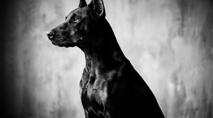Doberman Positive Reinforcement Training: Complete Guide to Reward-Based Methods That Work