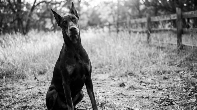 How to Train Your Doberman to Listen Better: Fix Ignoring & Improve Obedience