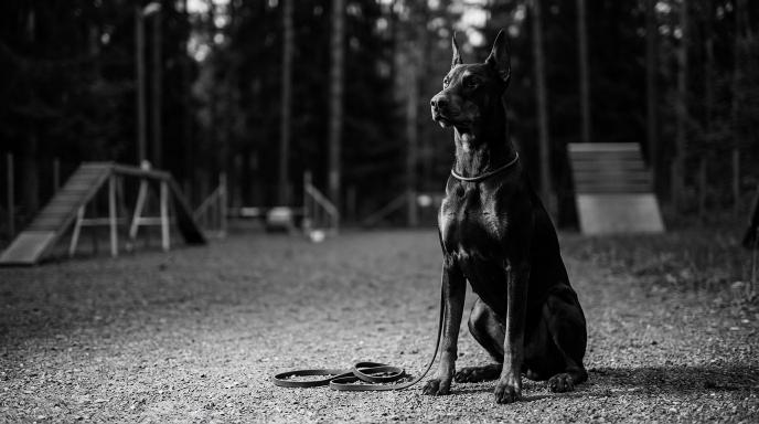 Recommended Doberman Training Programs: Expert-Reviewed Courses, Classes & Trainers