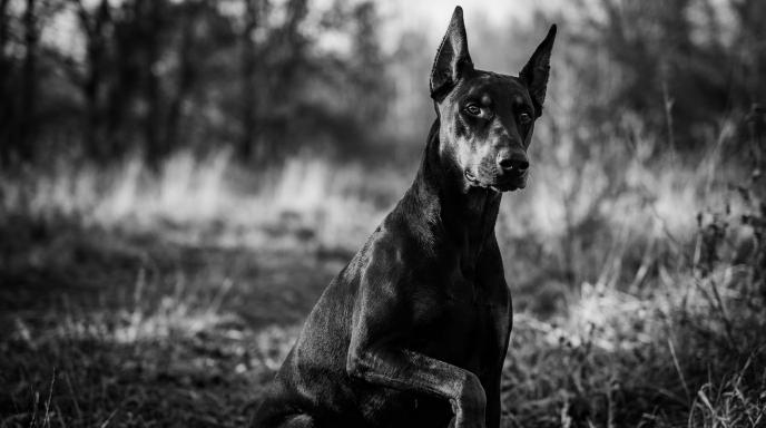 Doberman Communication Signals: Complete Guide to Understanding Your Dog’s Body Language & Vocal Cues