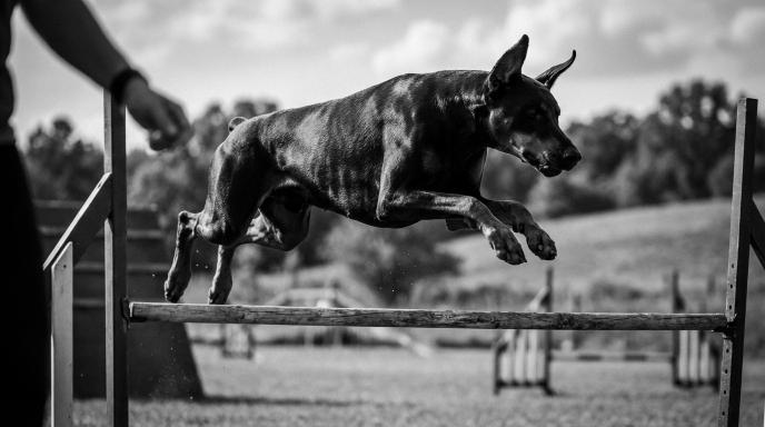 Doberman Pinscher jumping over agility equipment in black and white cinematic photograph showing athletic form and power