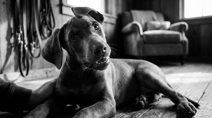 Young Doberman puppy with gentle expression and mouth slightly open during bite inhibition training in black and white cinematic photograph