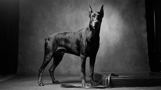 Confident adult Doberman Pinscher standing in calm, powerful stance with direct eye contact, demonstrating well-trained leadership behavior and balanced temperament in black and white cinematic photography