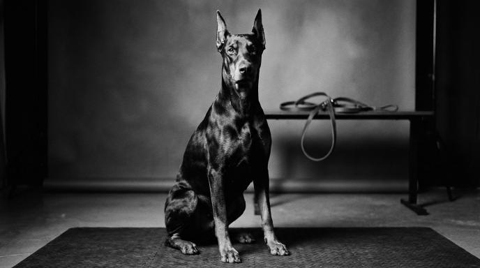 Best Treats for Doberman Training: Complete Guide