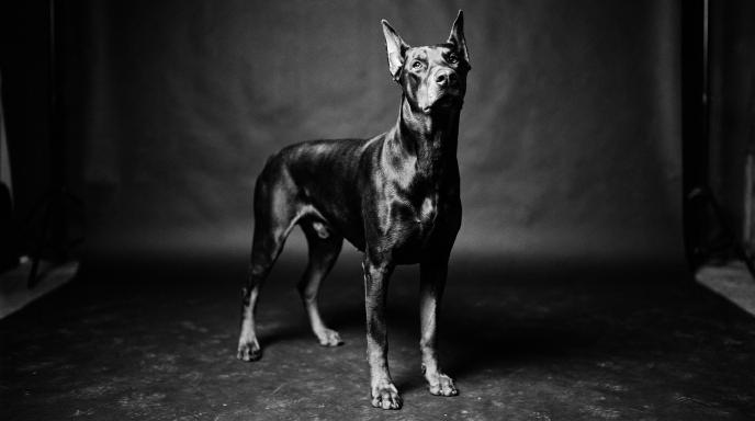 Doberman Pinscher standing calmly with four paws on ground showing proper greeting behavior for stop jumping training guide in black and white photograph
