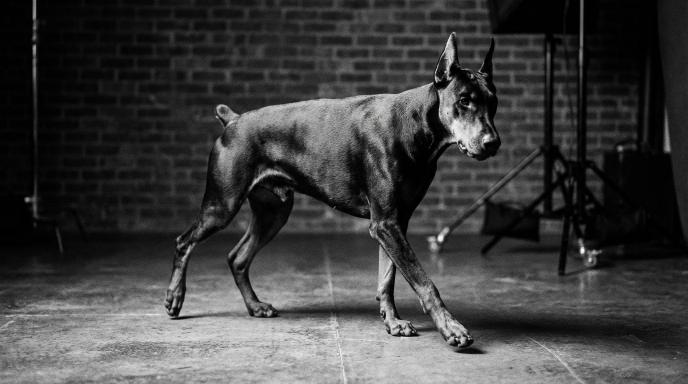 Athletic adult Doberman Pinscher in dynamic stance showing strength and healthy movement, captured in black and white cinematic photography demonstrating excellent muscular condition and joint health for active lifestyle