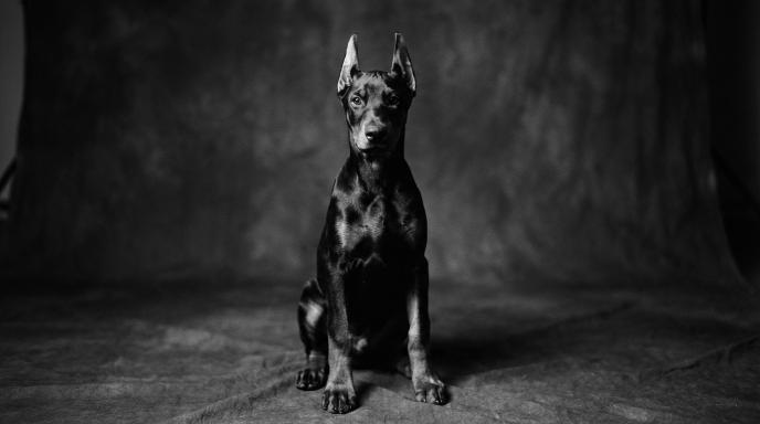 Young Doberman puppy sitting calmly with alert but gentle expression in black and white cinematic photography, demonstrating proper training and aggression prevention for the first year