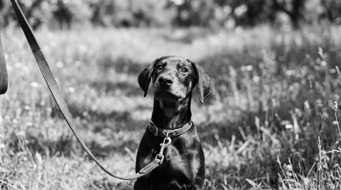 Doberman puppy sitting attentively on leash outdoors during early training session in black and white photograph for puppy leash training guide