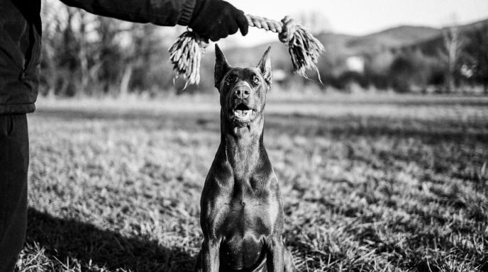 Doberman Pinscher in training position focused on tug toy reward held by owner demonstrating toy-based training motivation in black and white photograph