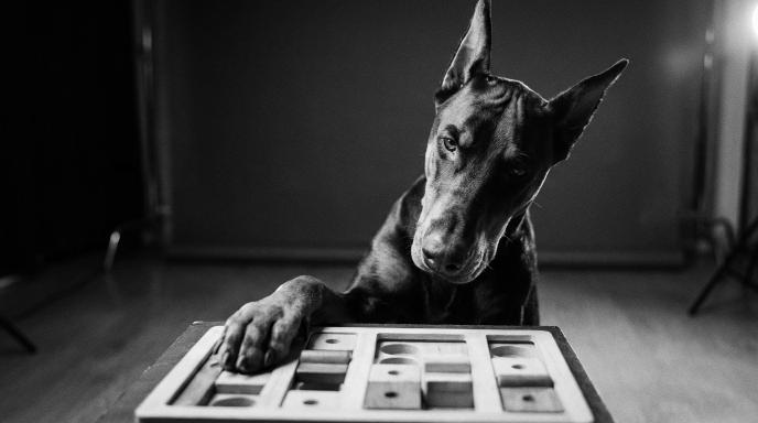Intelligent Doberman Pinscher focused on solving puzzle toy in black and white photograph for problem-solving games training guide