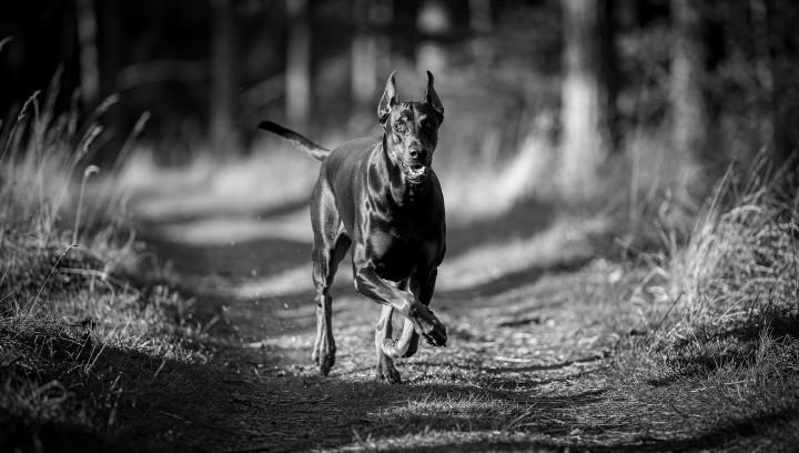 Doberman Off-Leash Training: Complete Guide to Safe, Reliable Freedom