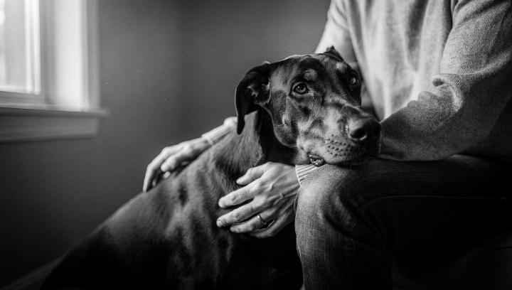 Doberman Pinscher sitting close to owner showing loyal bonding behavior and deep emotional connection in black and white cinematic photograph
