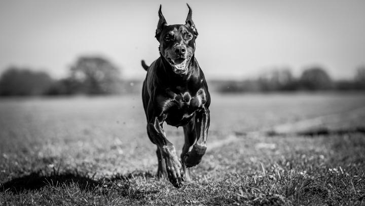 Doberman Pinscher running toward owner in response to recall command showing focused expression and joyful obedience in black and white cinematic photograph